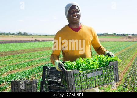 Travailleur afro-américain récoltant de la mizuna verte dans le jardin Banque D'Images