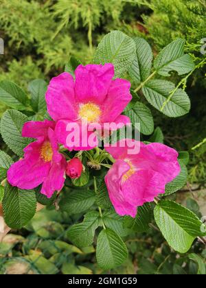 Rose sauvage. Un jardin de fleurs roses colorées en pleine fleur sur fond de feuilles vertes Banque D'Images