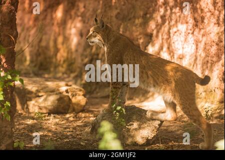 Lynx ibérique, lynx pardinus, au parc de la vie sauvage en Espagne, en position d'alerte, debout sur un rocher et en prenant un regard sur son territoire. Espagne Banque D'Images