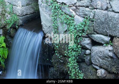 Petites chutes d'eau; chutes d'eau. Nature. Mousse générée par la cascade. Eau en mouvement. Banque D'Images