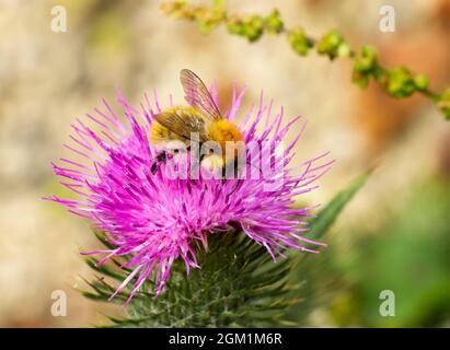 L'aire de répartition de l'abeille Bilberry Bumble est limitée aux landes, aux hélattes et aux régions montagneuses. Sensiblement plus petit et plus rufous que la plupart des autres Banque D'Images