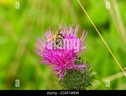 L'aire de répartition de l'abeille Bilberry Bumble est limitée aux landes, aux hélattes et aux régions montagneuses. Sensiblement plus petit et plus rufous que la plupart des autres Banque D'Images