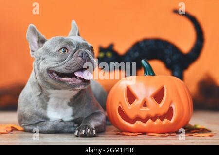 Joyeux chien de taureaux français avec citrouille d'Halloween sculptée, feuilles d'automne et chat noir sur fond orange Banque D'Images