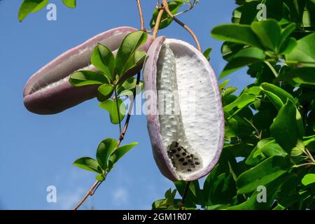 Akebia quinata graines fruits en gousses chocolat vigne bleu ciel Banque D'Images