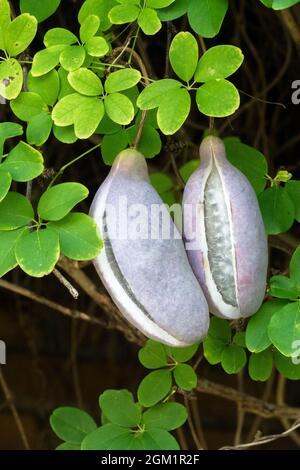 Raisin chocolat Akebia quinata fruits gousses fruits liana fruit Banque D'Images