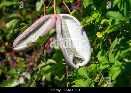 Graines grimpeurs de jardin pendant pods Popping Akebia quinata Banque D'Images