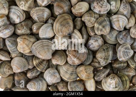 Palourdes de vongole fraîches et crues de la mer Adriatique en vue de dessus, texture d'arrière-plan de motif Banque D'Images