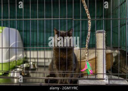 Chat à l'intérieur de la cage ou du support dans un abri pour animaux Banque D'Images