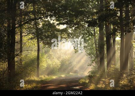 Un chemin de forêt parmi les chênes sur un automne brumeux matin Banque D'Images