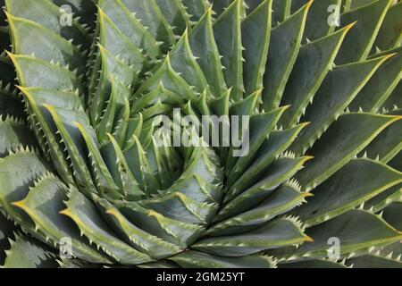 La beauté de la nature démontrée par le tourbillon naturel d'une plante de vera d'aloès Banque D'Images