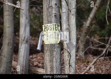 Aucun panneau de chasse ou d'intrusion n'est affiché sur l'arbre en forêt Banque D'Images