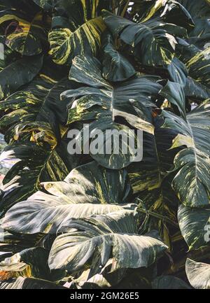 Epipremnum Aureum feuilles géantes vertes avec lumière du soleil en arrière-plan de jardin Banque D'Images