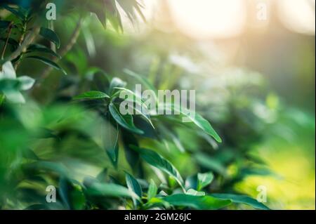 Belle nature feuilles vertes sur une verdure floue avec fond de lumière du soleil Banque D'Images