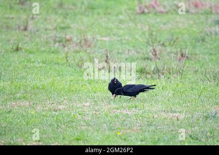 Chauges sur Islay Banque D'Images