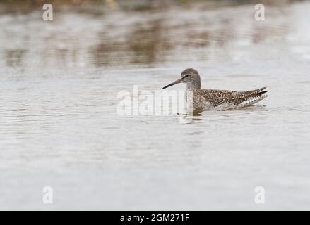 Queue rouge commune (Tringa totanus) nageant dans des eaux peu profondes Banque D'Images