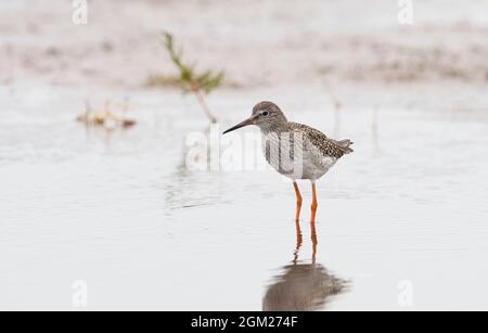 La queue rouge commune (Tringa totanus) se nourrissant en eau peu profonde Banque D'Images