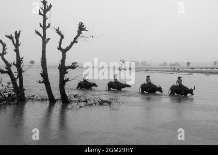 Delta du Mékong dans la province de Dong Thap, sud du Vietnam Banque D'Images