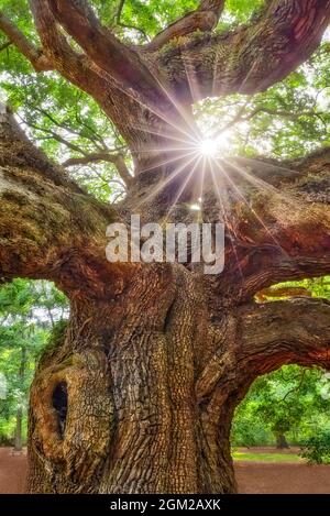 Angel Oak Tree Star SC - l'Angel Oak Tree (Quercus virginiana) est situé sur l'île Johns et ici vous pouvez trouver ce qui est connu sous le nom de 'A Lowcountry Treas Banque D'Images