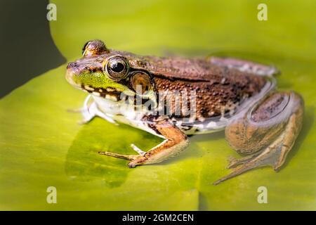 Grenouille de taureau américaine assise au-dessus d'une nappe d'eau dans un étang. Cette image est disponible en couleur ainsi qu'en noir et blanc. Pour afficher des ima supplémentaires Banque D'Images