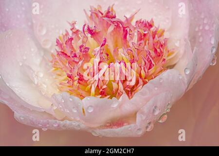 Pivoine rose et gouttes d'eau - gros plan d'une fleur de Poeny avec des gouttes d'eau après une douche de printemps. Banque D'Images