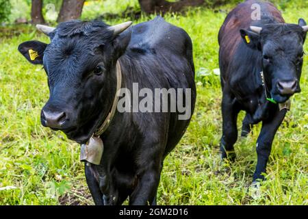 Bovins (bos Taurus Ou Bos Primigenus Taurus, Vue Sur Les Vaches Et Les 