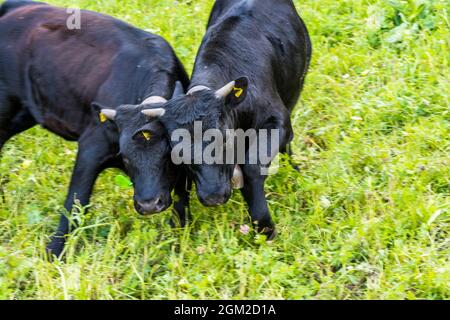 Bovins (bos Taurus Ou Bos Primigenus Taurus, Vue Sur Les Vaches Et Les 