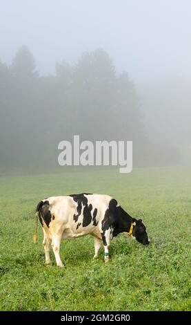 Bétail Fleckvieh (Bos primigenius taurus) dans un pâturage en Allemagne, en Europe Banque D'Images