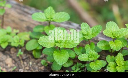 plante à la menthe, herbe bio verte fraîche populaire parfumée cultivée dans le jardin, prise dans la profondeur peu profonde du champ, fond naturel Banque D'Images