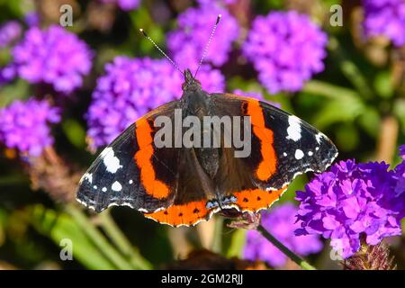 Weymouth, Dorset, Royaume-Uni. 16 septembre 2021. Météo Royaume-Uni. Un papillon amiral rouge collectant le nectar des fleurs violettes à Weymouth à Dorset, par une chaude journée ensoleillée. Crédit photo : Graham Hunt/Alamy Live News Banque D'Images