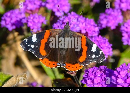 Weymouth, Dorset, Royaume-Uni. 16 septembre 2021. Météo Royaume-Uni. Un papillon amiral rouge collectant le nectar des fleurs violettes à Weymouth à Dorset, par une chaude journée ensoleillée. Crédit photo : Graham Hunt/Alamy Live News Banque D'Images