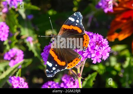 Weymouth, Dorset, Royaume-Uni. 16 septembre 2021. Météo Royaume-Uni. Un papillon amiral rouge collectant le nectar des fleurs violettes à Weymouth à Dorset, par une chaude journée ensoleillée. Crédit photo : Graham Hunt/Alamy Live News Banque D'Images