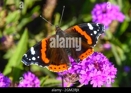 Weymouth, Dorset, Royaume-Uni. 16 septembre 2021. Météo Royaume-Uni. Un papillon amiral rouge collectant le nectar des fleurs violettes à Weymouth à Dorset, par une chaude journée ensoleillée. Crédit photo : Graham Hunt/Alamy Live News Banque D'Images