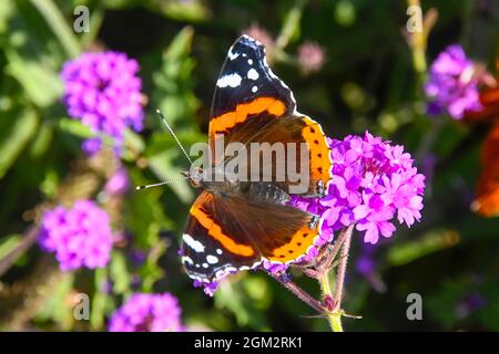 Weymouth, Dorset, Royaume-Uni. 16 septembre 2021. Météo Royaume-Uni. Un papillon amiral rouge collectant le nectar des fleurs violettes à Weymouth à Dorset, par une chaude journée ensoleillée. Crédit photo : Graham Hunt/Alamy Live News Banque D'Images