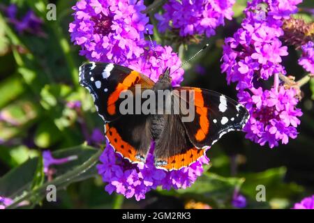 Weymouth, Dorset, Royaume-Uni. 16 septembre 2021. Météo Royaume-Uni. Un papillon amiral rouge collectant le nectar des fleurs violettes à Weymouth à Dorset, par une chaude journée ensoleillée. Crédit photo : Graham Hunt/Alamy Live News Banque D'Images