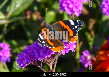 Weymouth, Dorset, Royaume-Uni. 16 septembre 2021. Météo Royaume-Uni. Un papillon amiral rouge collectant le nectar des fleurs violettes à Weymouth à Dorset, par une chaude journée ensoleillée. Crédit photo : Graham Hunt/Alamy Live News Banque D'Images