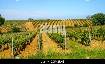 Paysage rural au printemps à Monferrato près de Gavi, province d'Alessandria, Piémont, Italie, site classé au patrimoine mondial de l'UNESCO. Banque D'Images