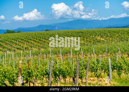 Paysage rural au printemps à Monferrato près de Gavi, province d'Alessandria, Piémont, Italie, site classé au patrimoine mondial de l'UNESCO. Banque D'Images