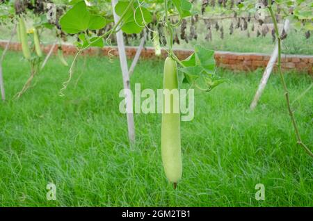 LONG GOURD VERT SUSPENDU AVEC FEUILLES VERTES SUR FOND VERT. LES LÉGUMES INDIENS LAUKI SONT CULTIVÉS DANS LE JARDIN. Banque D'Images