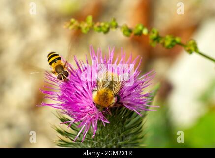 Une guêpe imitant la mouche à tête bandée et une nourriture de bourdon de Bilberry côte à côte sur une fleur de chardon. Les deux sont des pollinisateurs importants des plantes à fleurs Banque D'Images