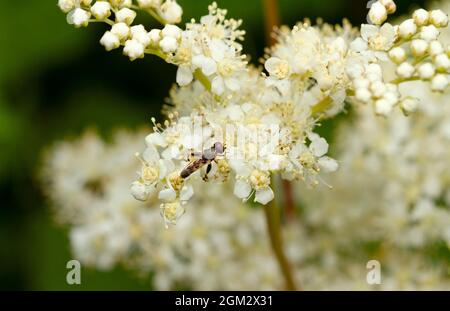 La fleur mâle ou Mélanostoma Hoverfly a un abdomen mince et trois paires de taches jaunes. Ils sont communs et précédera la petite mouche Banque D'Images