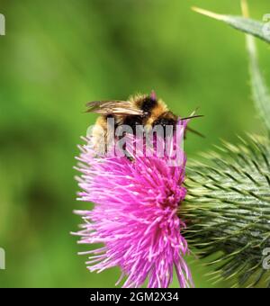 L'aire de répartition de l'abeille Bilberry Bumble est limitée aux landes, aux hélattes et aux régions montagneuses. Il est nettement plus petit et plus rufeux que la plupart des autres Banque D'Images