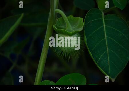 Accent sélectif sur la belle plante DE DATURA avec des fruits et des feuilles isolées avec un arrière-plan flou dans la lumière du soleil du matin dans le parc. Banque D'Images