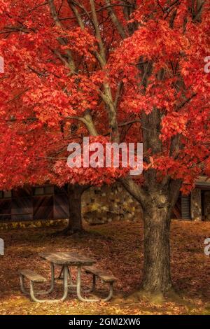 Palette de couleurs d'automne - une table de pique-nique vide se trouve sous un érable vivant pendant la saison de végétation d'automne de pointe dans la région du nord-est du dénombrement Banque D'Images