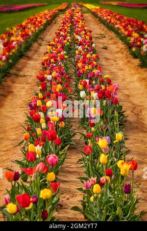 Rangées de tulipes sans fin - rangées et rangées de différentes couleurs et variétés de tulipes dans le champ de la ferme pendant l'heure d'or au printemps. Disponible en couleur A. Banque D'Images