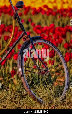 Tulipes et vélo - vue rapprochée de l'avant d'un ancien vélo Ranger entouré par des centaines de magnifiques tulipes jaunes et rouges dans la ferme pendant le Banque D'Images