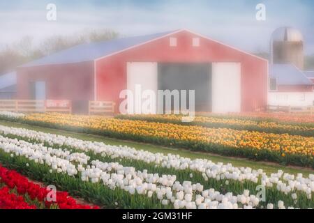 Tulipes, brouillard et Grange - des milliers de magnifiques tulipes et grange colorées dans la ferme. Disponible en couleur et en noir et blanc. Pour afficher Banque D'Images