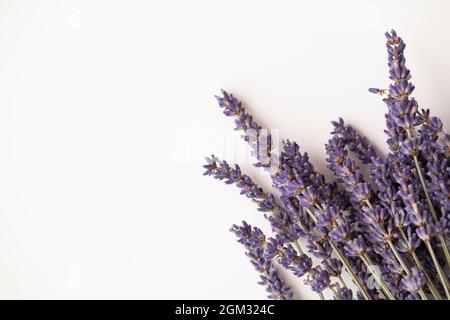 Fleurs de lavande séchées sur un fond blanc Uni Banque D'Images