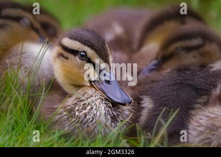 Les canetons de câliner - canetons bébé hybride câliner et dormir ensemble par le bord de l'eau. À l'exception d'un curieux petit canard qui maintient une vigilance ey Banque D'Images