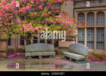 Salle Sheffield-Sterling-Strathcona de l'université de Yale - vue extérieure sur les bancs en béton de l'auditorium, sous un cerisier fleuri pendant la séance Banque D'Images