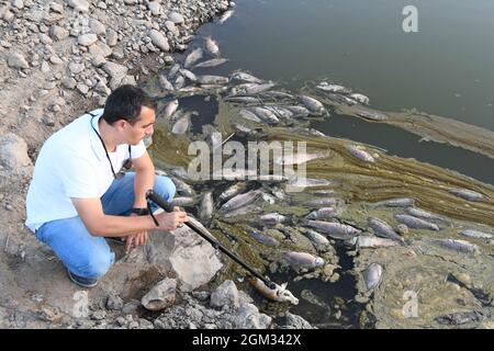 Dans la ville de touristik, dans la région de l'Anatolie orientale en Turquie, les morts de poissons ont peur. En raison du réchauffement de la planète et des conditions de sécheresse, Kockopru, situé dans le district d'Ercis, a un niveau d'eau extrêmement bas. À côté des micro-algues qui prolifèrent dans l'eau à la baisse du niveau de l'eau, il est encore réduit, obstruant les branchies de ces poissons, causant le poisson à décliner dans les barrages. Photo de Ali Ihsan Ozturk/Demiroren Visual Media/ABACAPRESS.COM